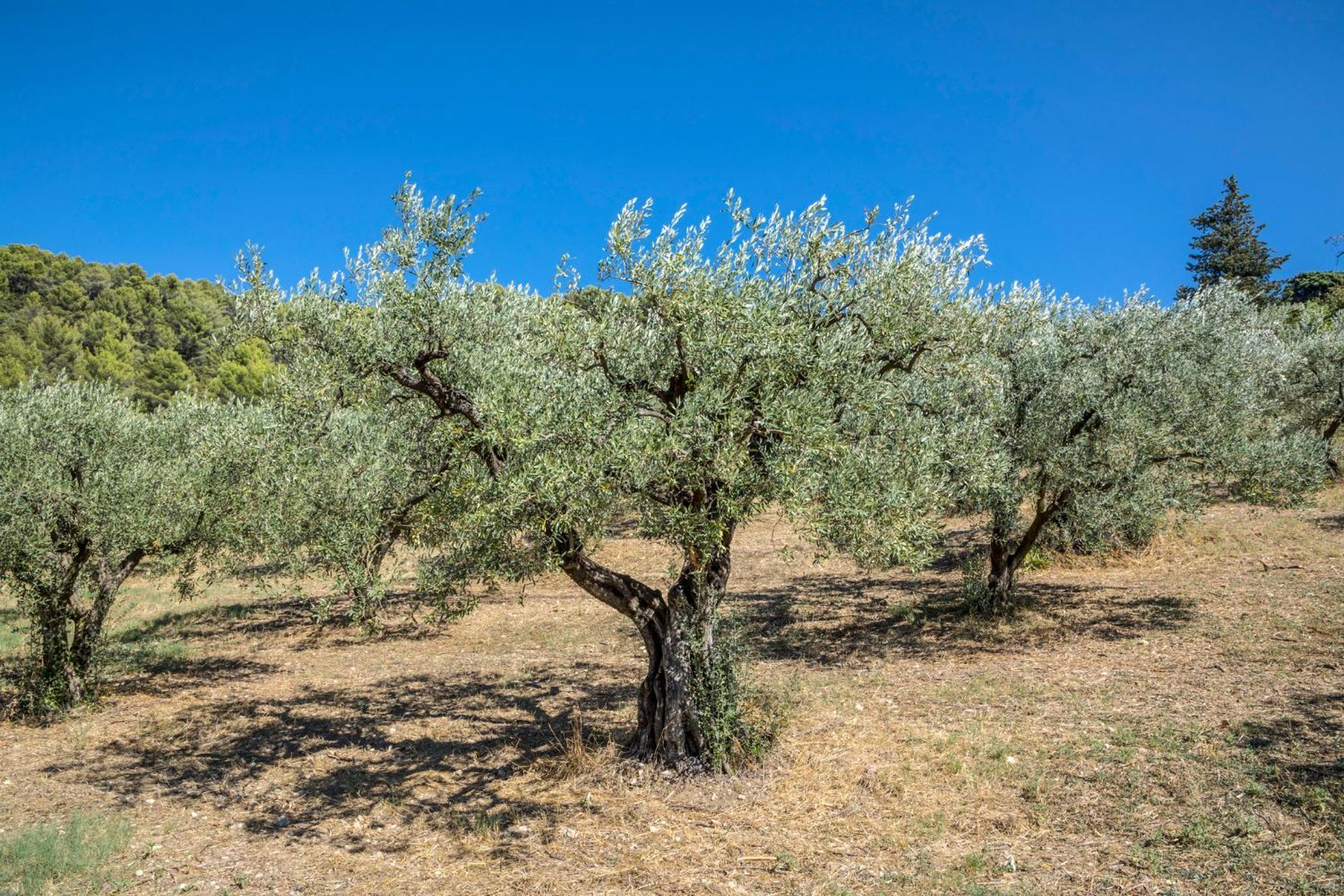 Maison Tendance Avec Jardin, Centre Village, Alpilles, Familles Eyragues Exteriér fotografie